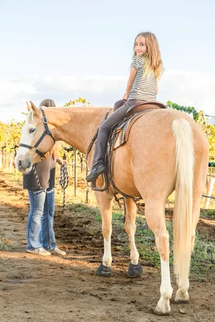 Raegan McLain, 10, rids the horse “Ghost Face” through the grapevines