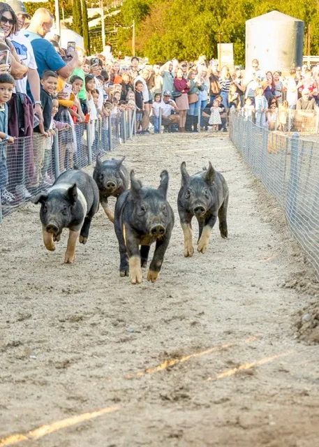 Pig Races are a highlight of the festivities